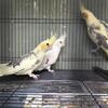 Baby cockatiels