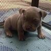 Micro bully tri colour lilac female puppies