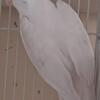 Male albino cockatiel