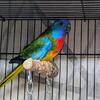 Scarlet Chested Parakeet pair