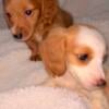 Beautiful Piebald/Dapple Tan and Cream Miniature Longhair Dachshund