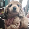 Beautiful Brown and Sable Miniature Male Long Haired Dachshund