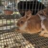 bunnies looking for new homes