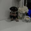 Miniature  schnauzer