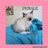Ragdoll kittens