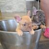 AKC males French bulldogs