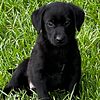 Labrador Retriever pups