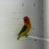 Lovebird Bonded pair