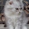 Scottish Fold kitten SALE