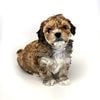 Female Morkiepoo available July 4