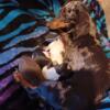 Mini dachshund and chihuhua mixed puppies