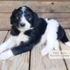 Standard F1B Bernedoodle Puppies