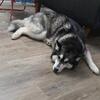 Rehoming Two Pure Bred Siberian Huskies