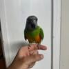 Senegal parrot talking