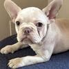 French Bulldog Puppies