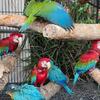 Hand raised Babies Macaw available