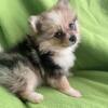 Pomeranian (Harlequin ((Harli/Quin))