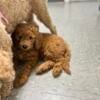 Rose Mini Goldendoodle