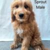 Mature, Imprint Trained, Medium Goldendoodle