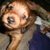 AKC LONG HAIR MINI DACHSHUND RED SABLE BEAUTIFUL FEMALE