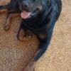 BEAUTIFUL ROTTWEILER STUD SPECIAL!  GUARANTEED SIEMEN