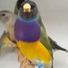 European & Spanish Blood Gouldian finches