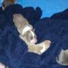 XL pitbull puppies 2 weeks old 400 almost ready