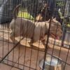 Micro Bully Pup Female