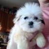 Beautiful Shichon Puppy