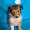 AKC Ch Bloodline Shetland Sheepdog