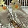 Hand Fed Baby Cockatiels Ready for Forever Home!