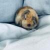 Adorable holland lop bunnies