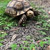 African Sulcata Tortoise