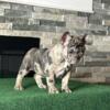 Beautiful Female Merle French Bulldog