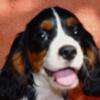 Cavalier King Charles Spaniel Pups