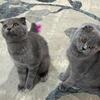 Grey Scottish Fold