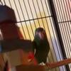 1 pair of canary wing parakeets