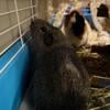 Two female guinea pigs with cage