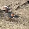 Several Mandarin duck pairs