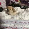 Holland Lop Lops Lionhead Lionlops Lionlop Dwarf Bunny Rabbit Boutique Baby Bunnies