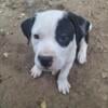 Very intelligent and healthy trained pitbull puppies! Only 5 left