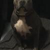 American Bully Stud service 