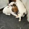 3 female Jack Russells full blood no papers