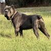 CANE CORSO UP FOR STUD