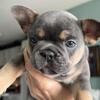 AKC registered French Bulldog Puppies