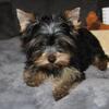 Missouri Yorkies has Teacup and Small Yorkie Puppies for sale near St. louis