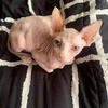 Sphynx