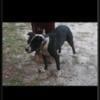 $700 heavy bred Eli dogs ADBA registered(ready to go in 3 weeks)