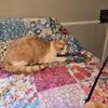 Devon rex  male. Red & white