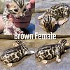 Boutique/Exclusive Brown and Snow Mink TICA Bengal Kittens - 2 Weeks - Go Home mid August